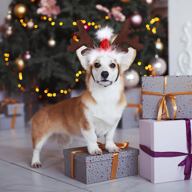 Tiara de Rena para Pets