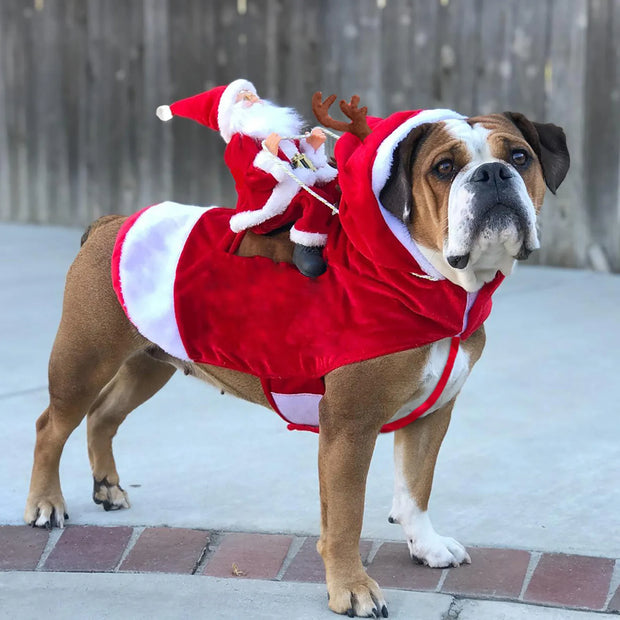 Roupa de Natal para cachorro